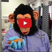 Can a monkey physician treat human patients?