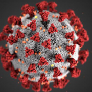 magnified view of the covid-19 virus